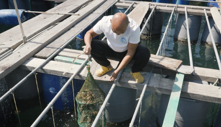 Hong Kong’s Pearl Oyster Industry to Shine Again